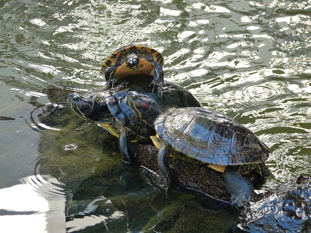 Free download Turtles Water Animal -  free photo or picture to be edited with GIMP online image editor