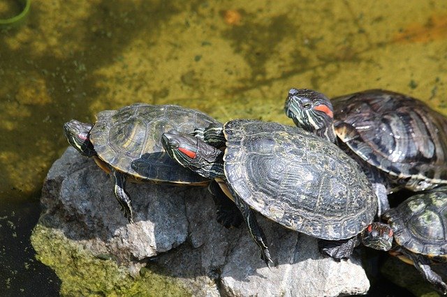 Free download Turtle The Red-Eared Terrapins -  free photo or picture to be edited with GIMP online image editor