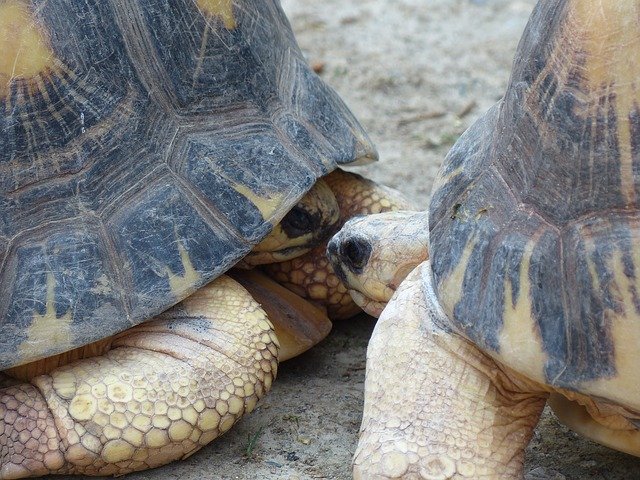 Turtle Turtles Kiss by OffiDocs for office