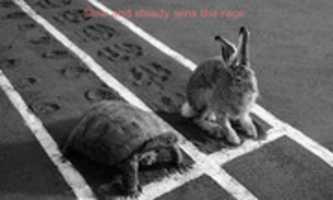 Free download Turtle Vs Hare free photo or picture to be edited with GIMP online image editor