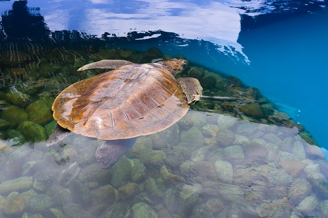 Descărcare gratuită Turtle Water Animal - fotografie sau imagini gratuite pentru a fi editate cu editorul de imagini online GIMP