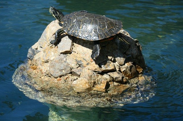 Descarga gratuita Turtle Water Lake: foto o imagen gratuita para editar con el editor de imágenes en línea GIMP