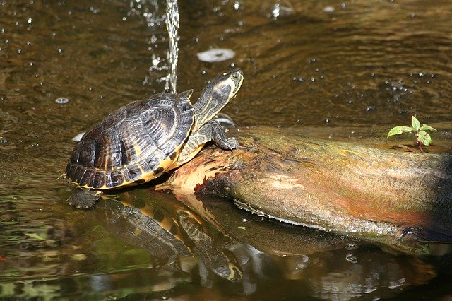 Free download Turtle Water Swim -  free photo or picture to be edited with GIMP online image editor