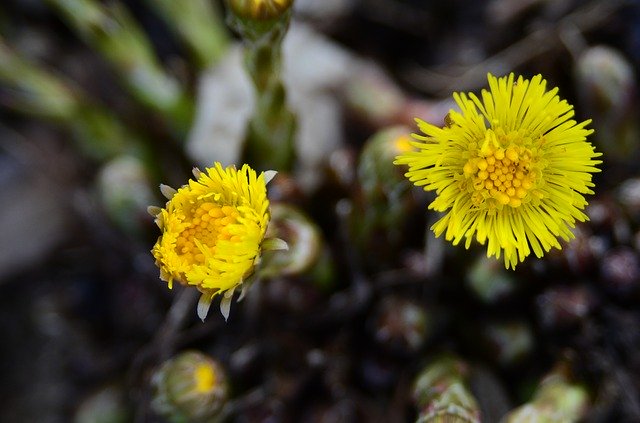 Free download Tussilago Farfara Early Spring -  free photo or picture to be edited with GIMP online image editor