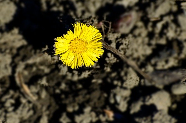 Free download Tussilago Farfara Yellow Flower -  free photo or picture to be edited with GIMP online image editor