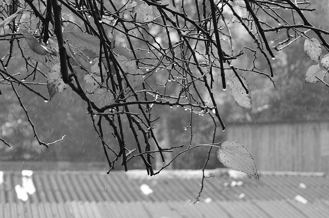 Free download Twigs Raindrops Rainy Day -  free photo or picture to be edited with GIMP online image editor
