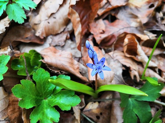 Kostenloser Download Zweiblättriger Blaustern-Blume Scilla - kostenloses Foto oder Bild zur Bearbeitung mit GIMP Online-Bildbearbeitung