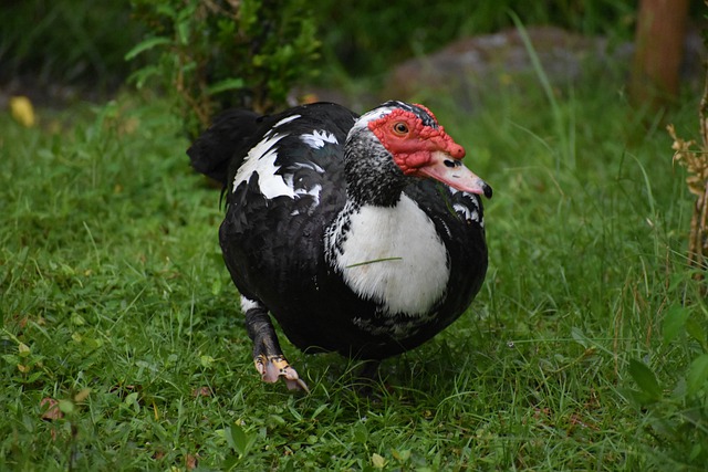 Free download ugly duckling plumage one animal free picture to be edited with GIMP free online image editor