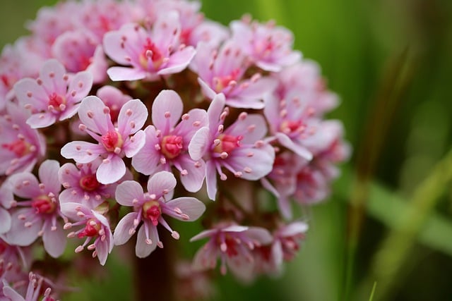 Free download umbrella plant indian rhubarb free picture to be edited with GIMP free online image editor