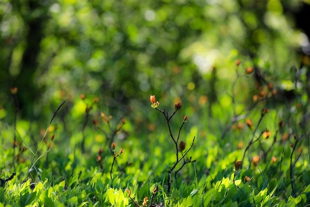 Free download undergrowth grass plants foliage free picture to be edited with GIMP free online image editor