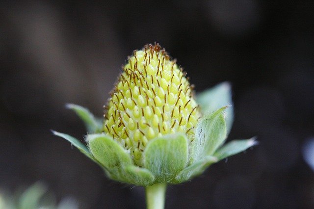 Free download Unripe Fruit Plant -  free photo or picture to be edited with GIMP online image editor