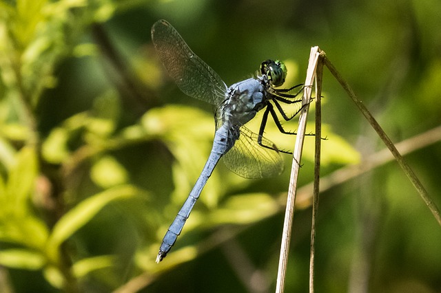 Free download usa nj nature dragonfly blue free picture to be edited with GIMP free online image editor