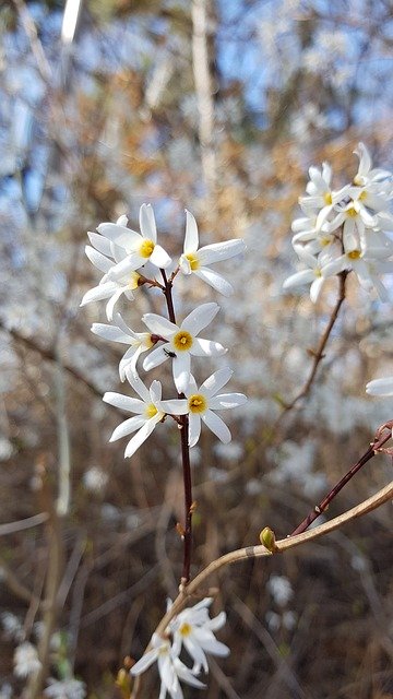 Free download Us Ship Tree Spring Flowers Usa -  free photo or picture to be edited with GIMP online image editor