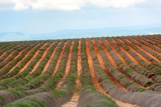 Free download Valensole Lavender Field Barren -  free photo or picture to be edited with GIMP online image editor