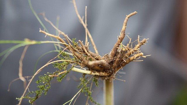 Free download Valeriana Officinalis Root -  free photo or picture to be edited with GIMP online image editor