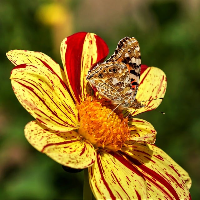 Free download vanessa cardui insect butterfly free picture to be edited with GIMP free online image editor