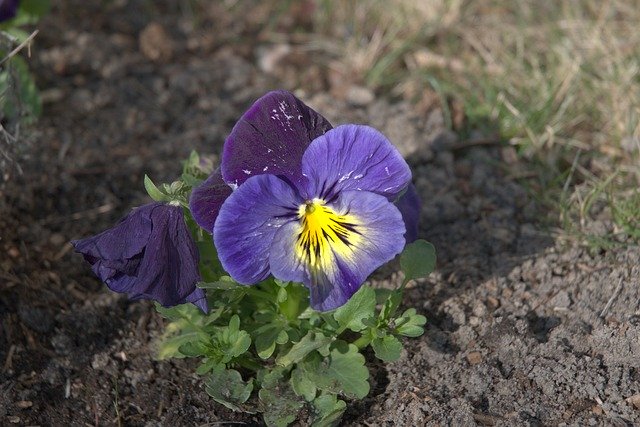 Free download Vanishing Pansies Flowers -  free photo or picture to be edited with GIMP online image editor