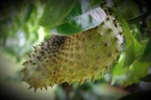 Free download vb #Soursop #TropicalFruit # CustardAppleGraviola #Farnorthqldo free photo or picture to be edited with GIMP online image editor