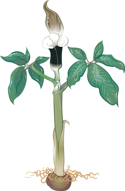 Free download Vector Arisaema Tuber - Free vector graphic on Pixabay free illustration to be edited with GIMP free online image editor