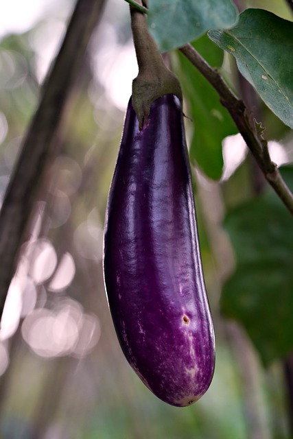 Free download vegetable eggplant garden aubergine free picture to be edited with GIMP free online image editor