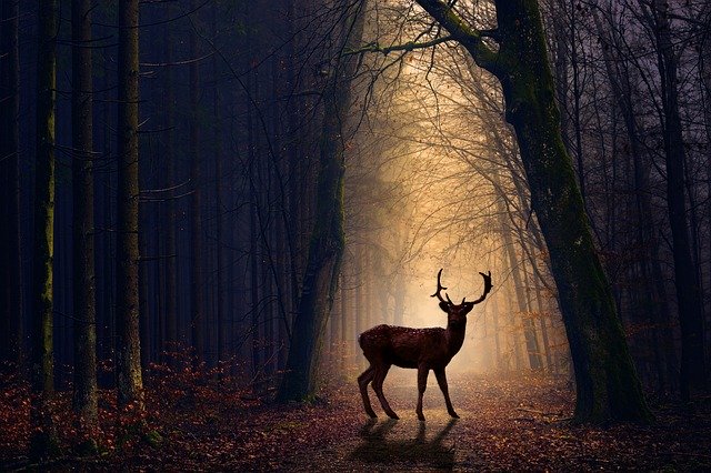 Free download Venison Forest Evening -  free photo or picture to be edited with GIMP online image editor