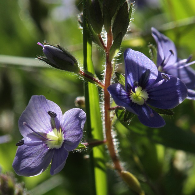 Free download veronica officinalis honorary award free picture to be edited with GIMP free online image editor