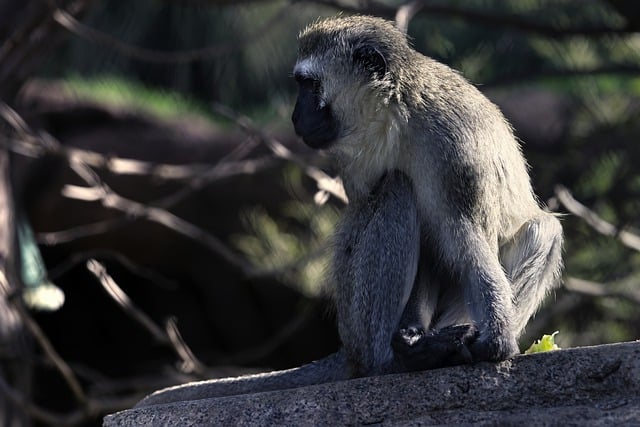 Free download vervet monkey chlorocebus pygerythrus free picture to be edited with GIMP free online image editor