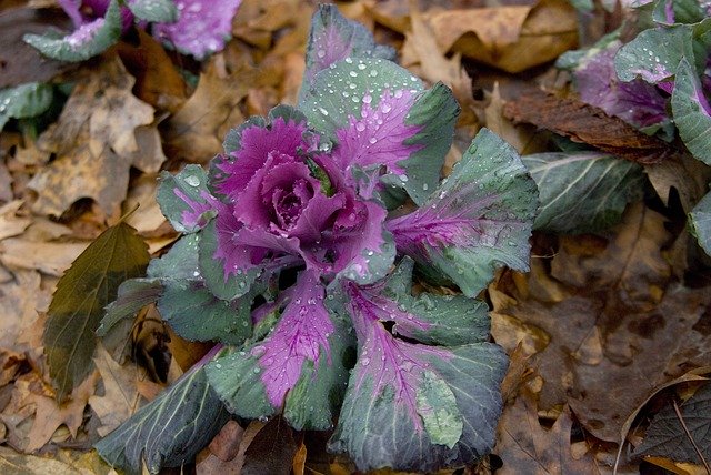 Free download Verze Winter Vegetables Cabbage -  free photo or picture to be edited with GIMP online image editor