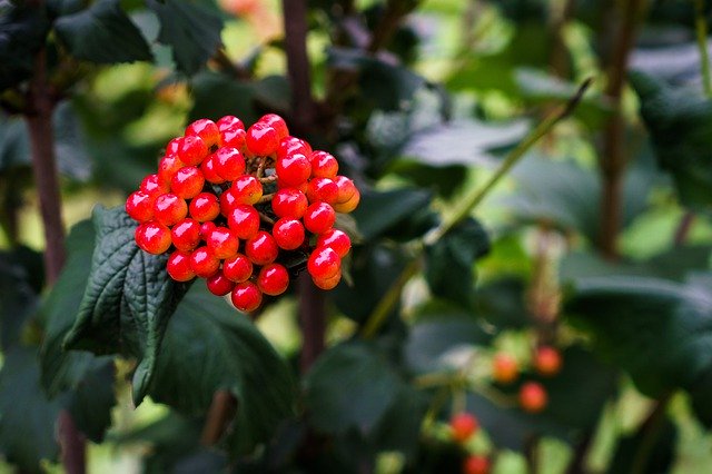 Free download Viburnum Berry Summer -  free free photo or picture to be edited with GIMP online image editor