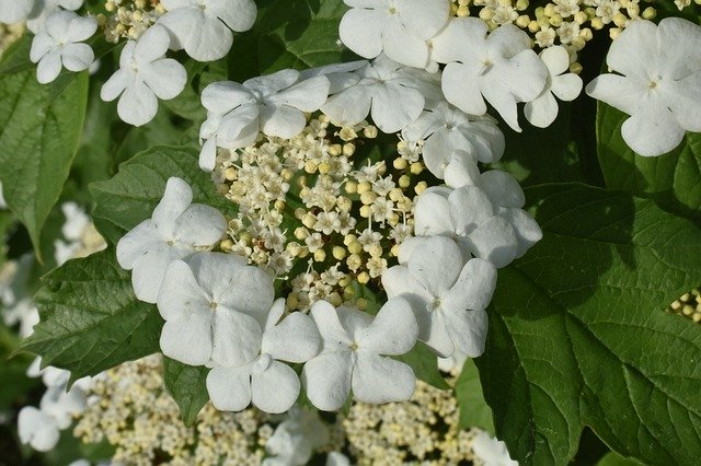 Free download Viburnum Flowers White -  free photo or picture to be edited with GIMP online image editor