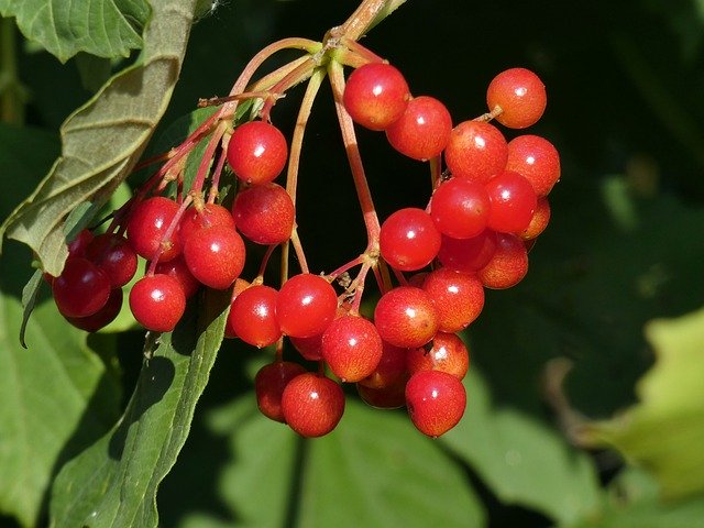 Free download Viburnum Fruit Adoxacées -  free photo or picture to be edited with GIMP online image editor