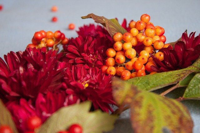 Free download Viburnum Nature Berry -  free photo or picture to be edited with GIMP online image editor