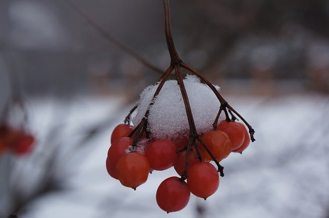 Free download Viburnum Snow Winter -  free photo or picture to be edited with GIMP online image editor