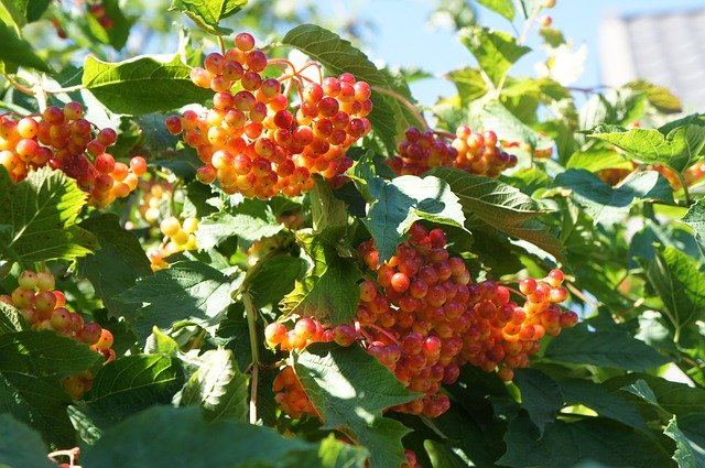 Free download Viburnum Summer Berry -  free photo or picture to be edited with GIMP online image editor