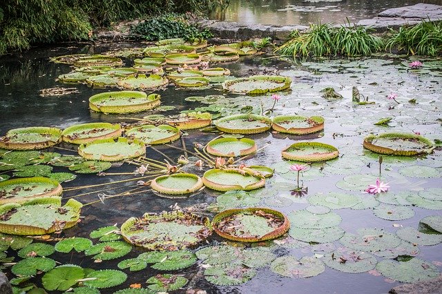 Free download Victoria Royal Waterlilies -  free photo or picture to be edited with GIMP online image editor