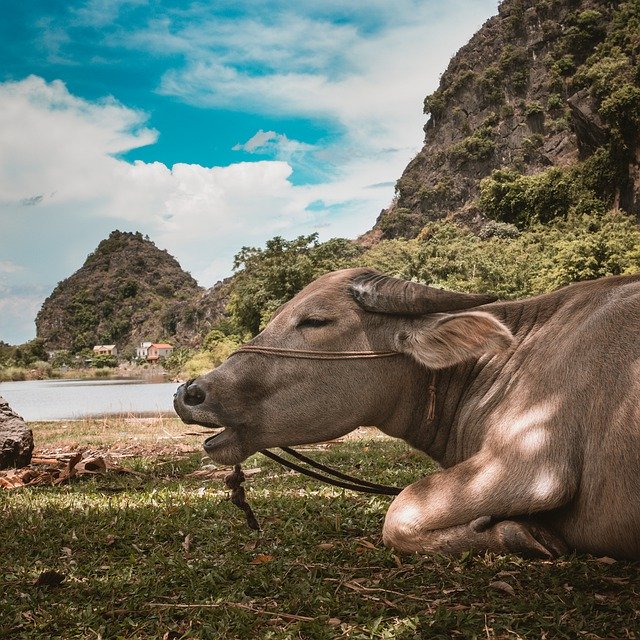 Free download Viet Nam Cow Agriculture -  free photo or picture to be edited with GIMP online image editor