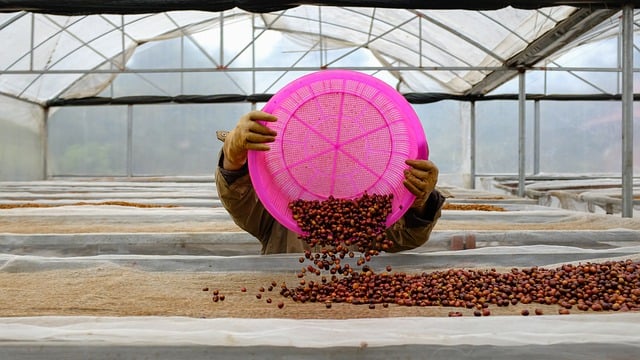 Free download vietnam rural farmer coffee free picture to be edited with GIMP free online image editor