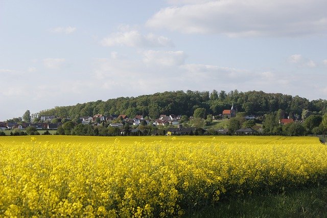 Kostenloser Download Village Summer Oilseed Rape - kostenloses Foto oder Bild zur Bearbeitung mit GIMP Online-Bildbearbeitung