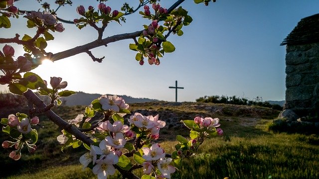 Free download Villefort Occitanie Fleurs -  free photo or picture to be edited with GIMP online image editor