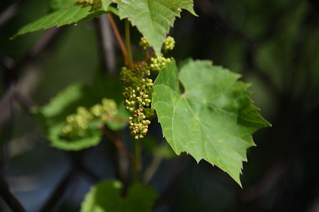 Free download Vine Grape Unripe -  free photo or picture to be edited with GIMP online image editor