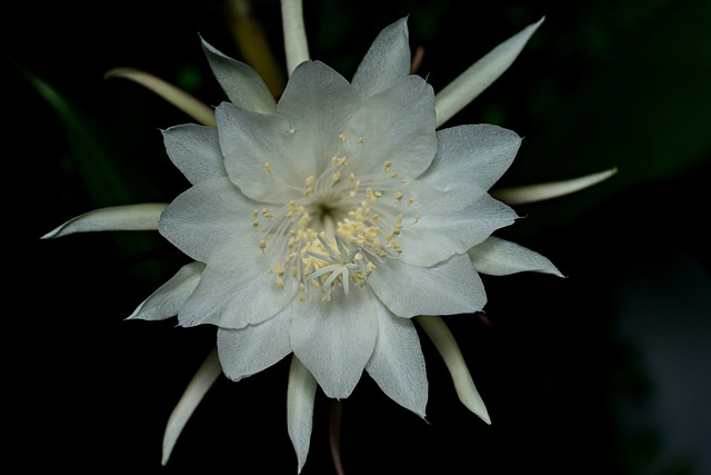 Free download vine like moonlight cactus flower free picture to be edited with GIMP free online image editor