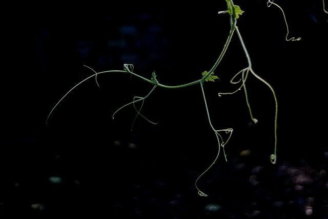 Free download vine plant sprout dark nature free picture to be edited with GIMP free online image editor