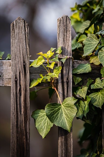 Free download vines green leaves free picture to be edited with GIMP free online image editor