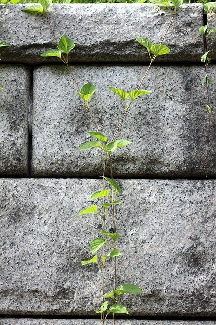 Free download vine wall nature ivy fence leaf free picture to be edited with GIMP free online image editor