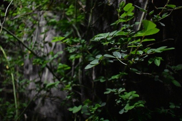 ດາວ​ໂຫຼດ​ຟຣີ Vine Wound Trees - ຮູບ​ພາບ​ຟຣີ​ຫຼື​ຮູບ​ພາບ​ທີ່​ຈະ​ໄດ້​ຮັບ​ການ​ແກ້​ໄຂ​ກັບ GIMP ອອນ​ໄລ​ນ​໌​ບັນ​ນາ​ທິ​ການ​ຮູບ​ພາບ​