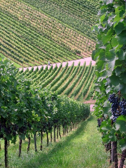 Free download Vineyards Germany -  free photo or picture to be edited with GIMP online image editor