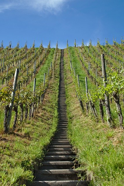 Free download Vineyard Stairs Vines -  free photo or picture to be edited with GIMP online image editor