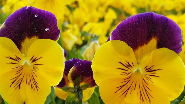 Free download Viola Violet Pansy -  free photo or picture to be edited with GIMP online image editor