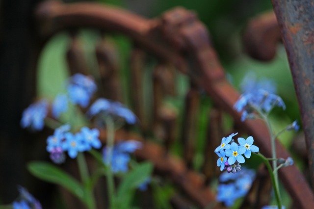 Free download Violet Flower Bed Garden -  free photo or picture to be edited with GIMP online image editor