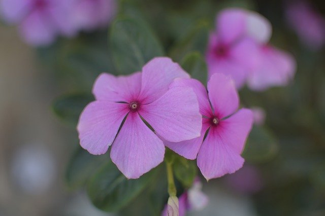 Free download Violet Flowers Plant -  free photo or picture to be edited with GIMP online image editor